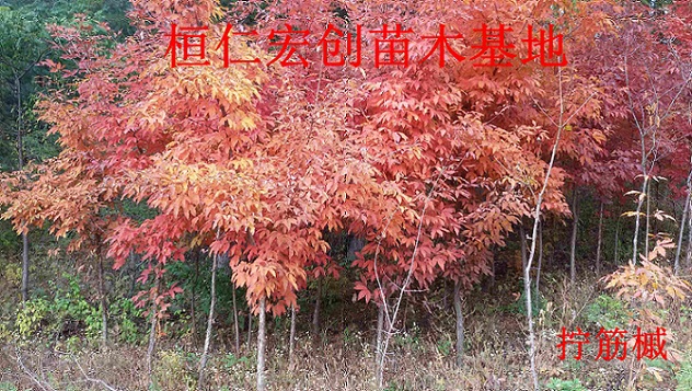 拧筋槭小苗、拧筋槭基地、拧筋槭树苗