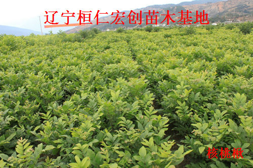 核桃楸小苗、核桃楸基地、东北核桃楸树苗
