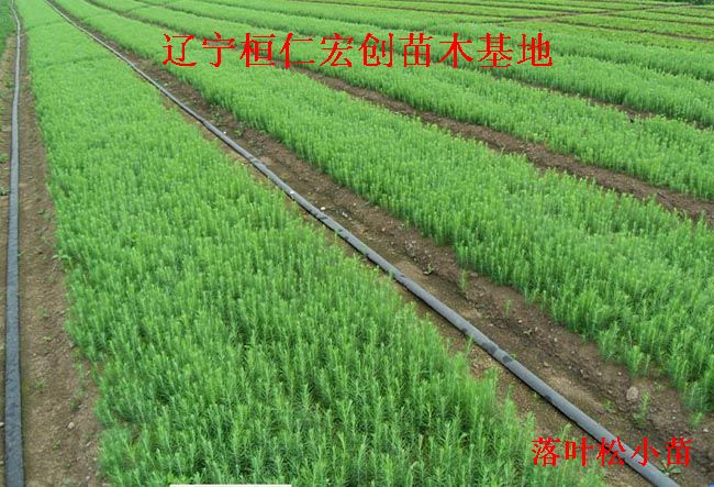 落叶松小苗、落叶松基地、日本落叶松苗价格  落叶松二年苗价格  日本落叶松小苗  日本落叶松基地