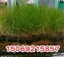 园林绿化专用椰纤毯,椰纤维植被毯价格