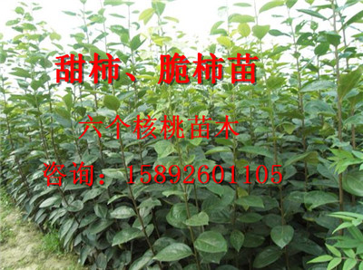 贵州柿子苗培育,贵州柿子苗哪个品种最好 优质柿子苗 柿子苗种植 柿子苗发展