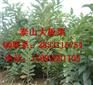 贵州板栗苗供应，板栗苗种植技术