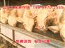 义来养牛场,池州市一头改良肉牛犊多少钱cb