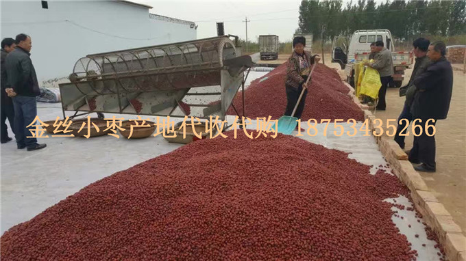 乐陵金丝小枣产地代办&nbsp;&nbsp;金丝小枣代办&nbsp;&nbsp;金丝小枣批发