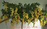 塑料黄花树价格 北京仿真黄花树批发
