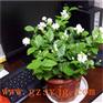 塑料茉莉花树价格 北京仿真茉莉花树批发