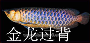 济南水族箱生产厂家