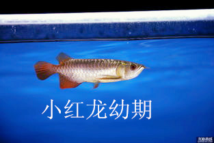 济南鱼缸清洗
