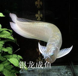 济南水族用品专业销售  济南水族用品销售