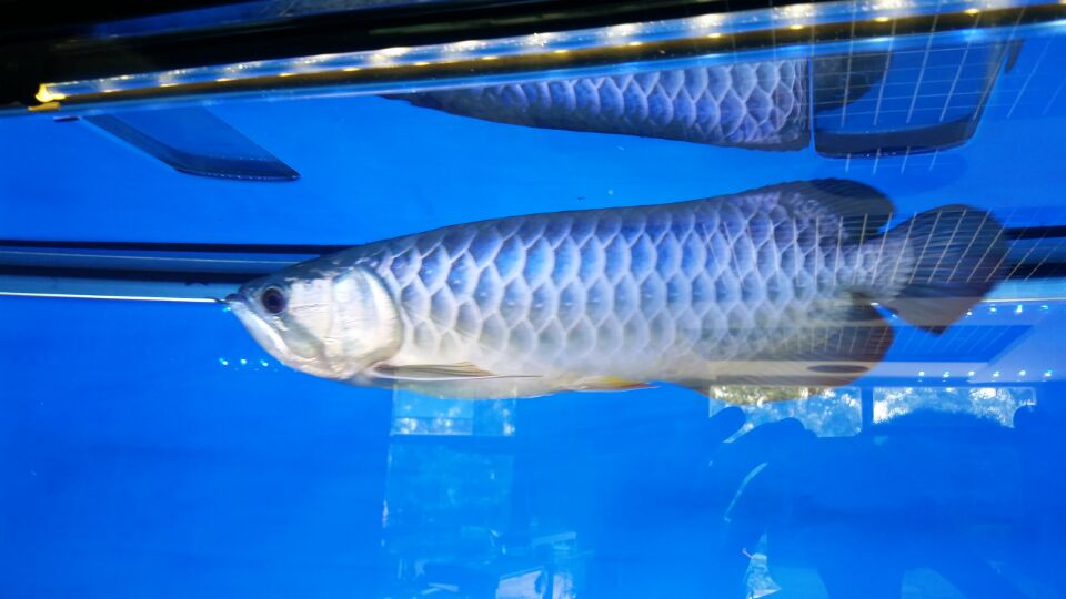 鱼管家水族馆全国加盟  鱼管家水族馆加盟