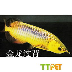 济南水族箱定做