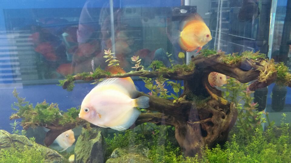 济南专业鱼缸养护