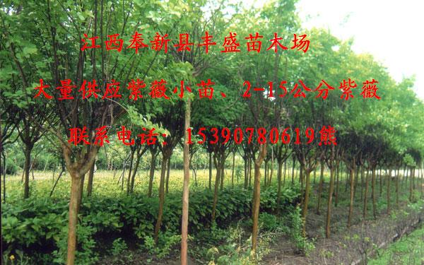 江西2-15公分紫薇供应、紫薇小苗价格  江西紫薇价格  紫薇最新价格  江西哪里紫薇价格便宜