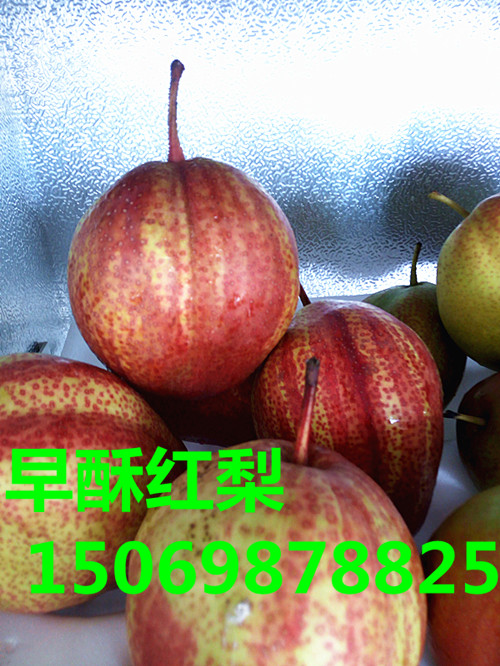 广东惠州嫁接早熟梨树苗种植