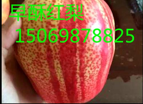 广东惠州嫁接早熟梨树苗种植