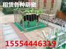 兰州&哪里有出租活体企鹅展览的