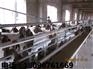 市场上品牌好的山羊在哪里可以找到——广东