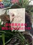 九功养生经培元贴做的人多吗|培元贴价格