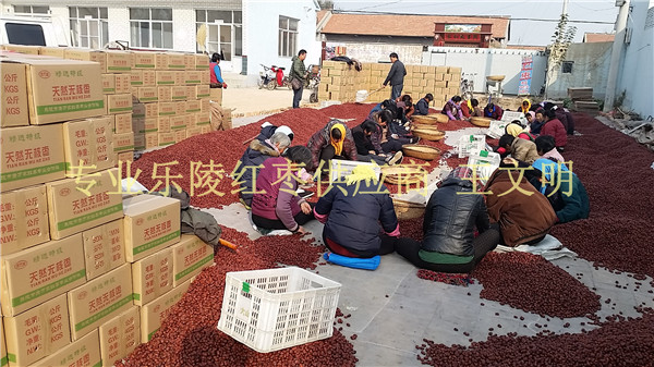 大量红枣产地批发价格低质量保证  山东红枣产地  乐陵红枣价格  山东大枣供应商