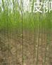 出售柳树苗价格 柳树苗多少钱