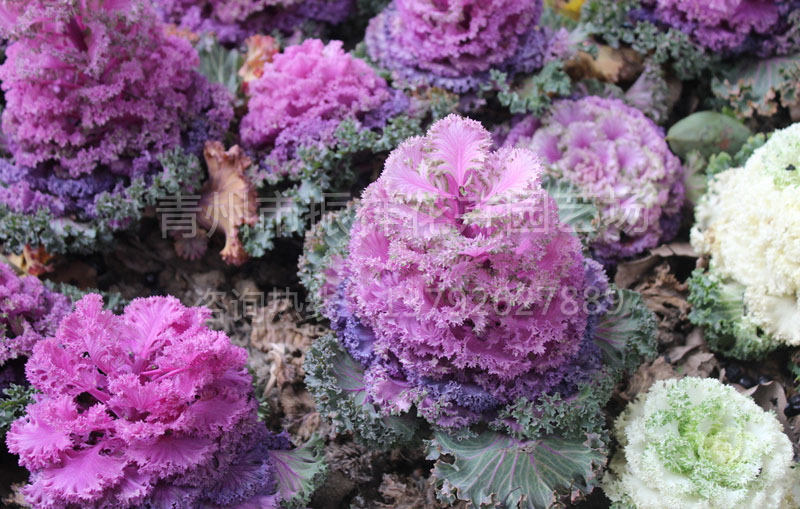 羽衣甘蓝种植批发基地