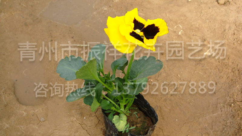 三色堇小苗 三色堇批发价格