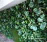 高端仿真绿萝植物墙背景墙绿植