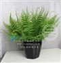 十二叉蕨类叶仿真植物墙绿植墙配材