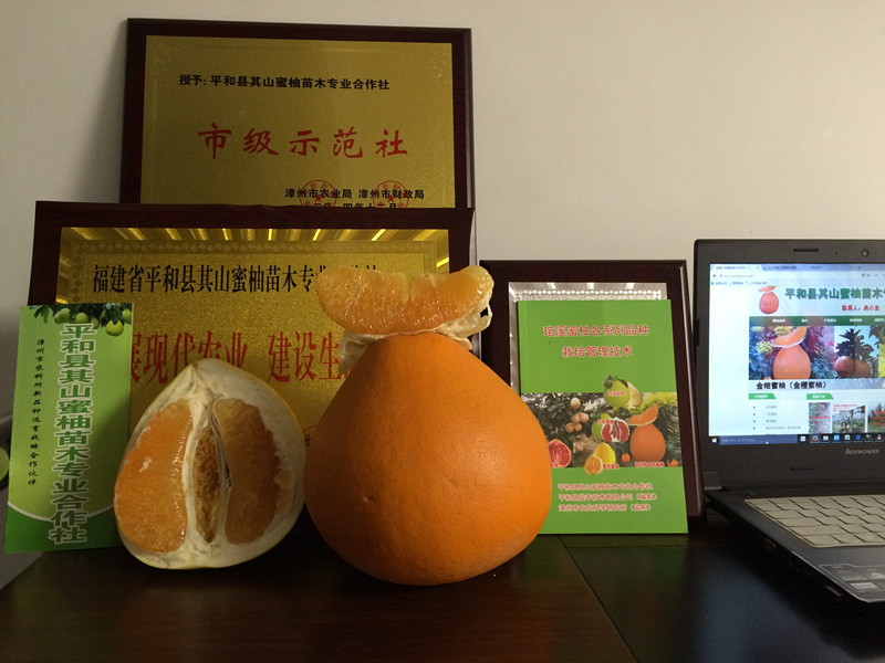永嘉金桔蜜柚苗优永嘉金桔蜜柚苗育永嘉金桔  福建金桔蜜柚苗  平和金桔蜜柚苗