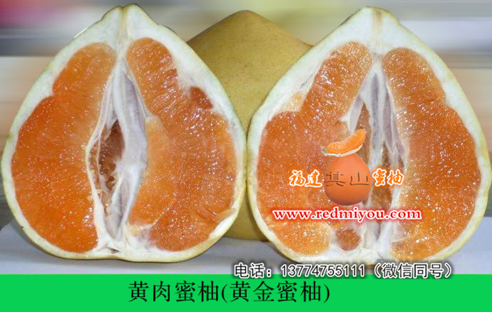 大量黄金蜜柚苗现货—划算的金桔蜜柚苗批发  实惠的黄金蜜柚苗价格