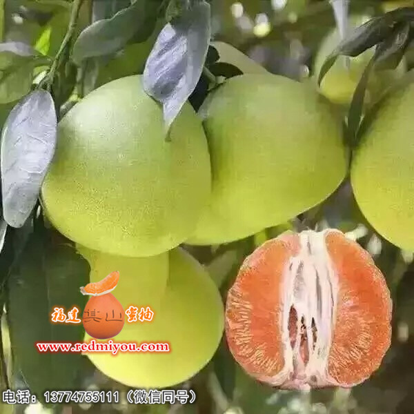 专业的金桔蜜柚苗基地—优惠的葡萄柚苗价格  重庆三红柚子苗批发