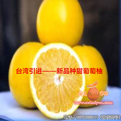 葡萄蜜柚苗基地|台湾甜葡萄柚苗和红宝石西  红宝石西柚苗