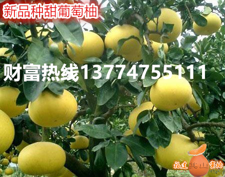 供应福建超值的葡萄柚苗，台湾甜葡萄柚苗  漳州葡萄柚苗  平和葡萄柚苗
