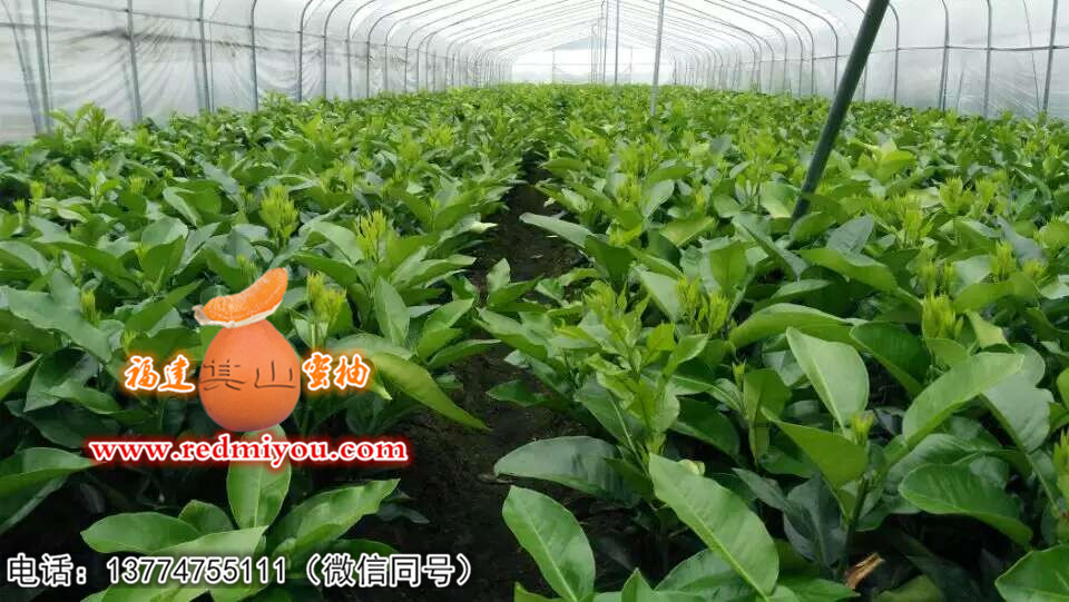 好种植的红心蜜柚苗优选其山苗木|管溪红心  红心蜜柚苗价格  批发红心蜜柚苗