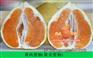 大量黄金蜜柚苗现货—划算的金桔蜜柚苗批发