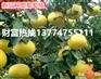 葡萄柚果苗——在哪能买到优质的葡萄柚苗