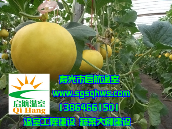 大棚建设   有立柱蔬菜拱棚&nbsp;&nbsp;温室大棚建设&nbsp;&nbsp;蔬菜大棚建设