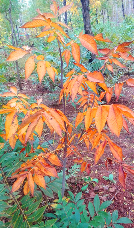 小糙皮山核桃苗