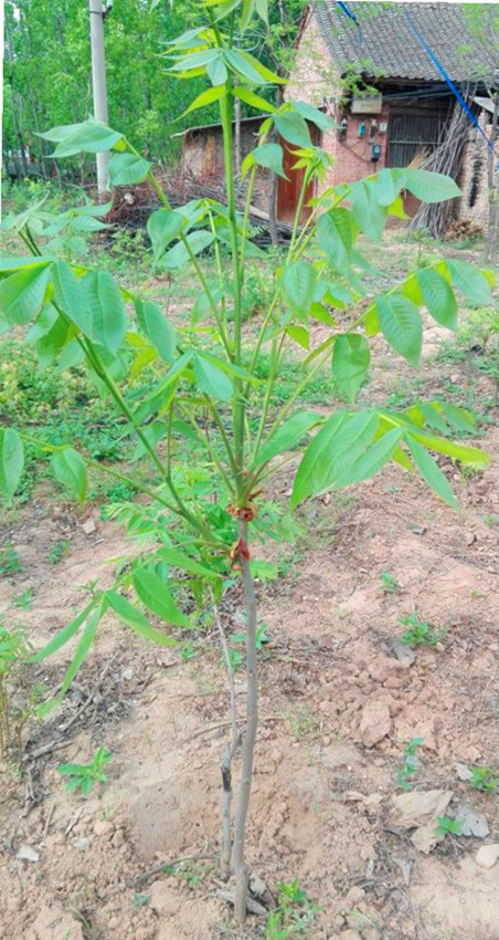 小糙皮山核桃苗