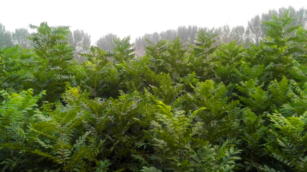 美国山核桃嫁接苗  美国山核桃苗  碧根果苗  薄壳山核桃苗