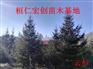 辽宁云杉基地、东北云杉树价格