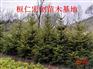 辽宁云杉3-4米树、东北辽宁云杉基地