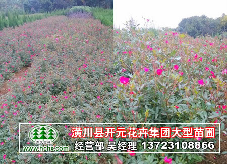 丰花月季苗，二年生丰花月季