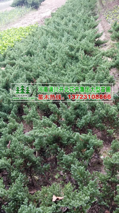 铺地柏,爬地柏高30-60公分