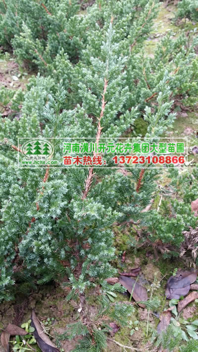 铺地柏,爬地柏高30-60公分