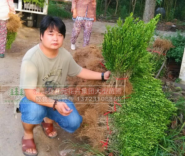 豆瓣黄杨、小叶黄杨、瓜子黄杨苗