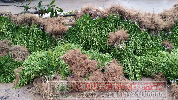 豆瓣黄杨、小叶黄杨、瓜子黄杨苗