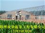 焦作养殖大棚建造技术养鸡大棚建造公司