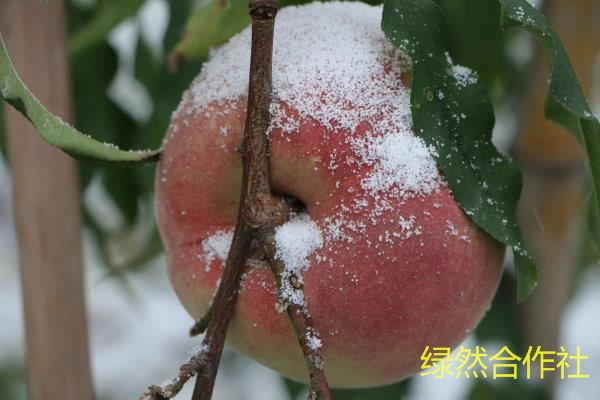 山东晚熟桃树苗供应商--青州绿然合作社提&nbsp;&nbsp;映霜红