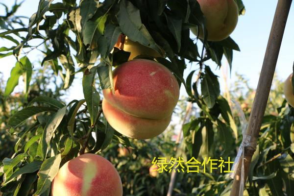 【晚熟桃树种植基地】【新品种桃树种植基地&nbsp;&nbsp;桃树苗&nbsp;&nbsp;新品种桃树苗种植